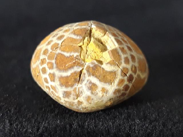 Cyclaster pfenderae (LAMBERT 1936) - Bild &copy; FossNet FossilienStore